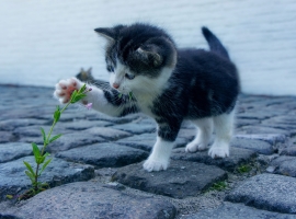 一只小猫咪在花卉中